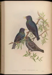 Sturnus purpurascens = Sturnus vulgaris purpurascens